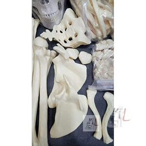 Disarticulated Skeleton Human (IMP.), Disarticulated Bone Set - Laboratorydeal