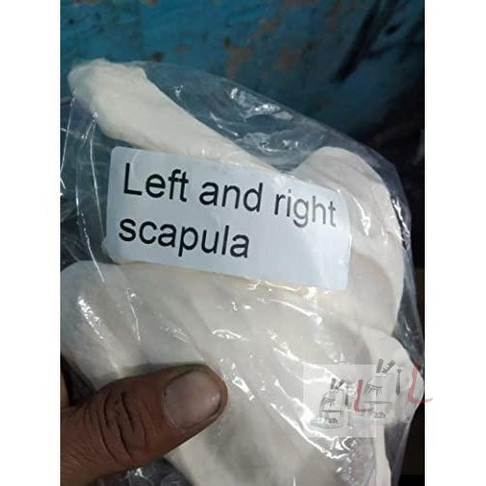 Disarticulated Skeleton Human (IMP.), Disarticulated Bone Set - Laboratorydeal