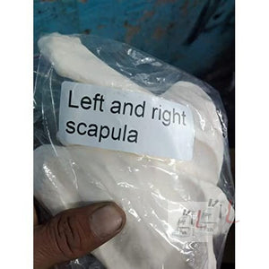 Disarticulated Skeleton Human (IMP.), Disarticulated Bone Set - Laboratorydeal