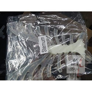 Disarticulated Skeleton Human (IMP.), Disarticulated Bone Set - Laboratorydeal