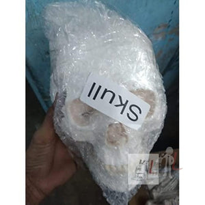 Disarticulated Skeleton Human (IMP.), Disarticulated Bone Set - Laboratorydeal