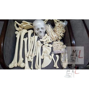 Disarticulated Skeleton Human (IMP.), Disarticulated Bone Set - Laboratorydeal