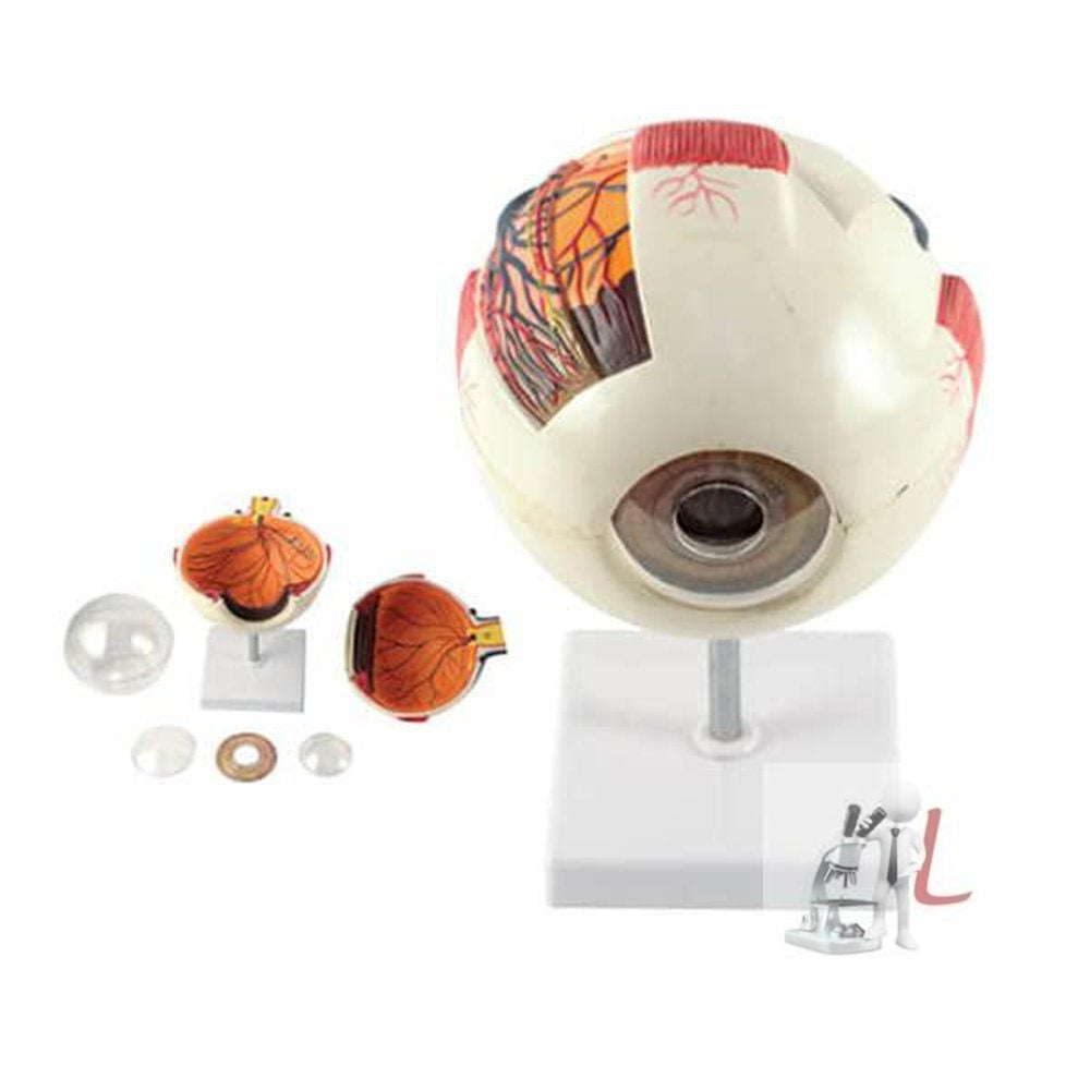 Eyeball Anatomy Model - Laboratorydeal