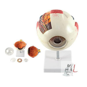 Eyeball Anatomy Model - Laboratorydeal