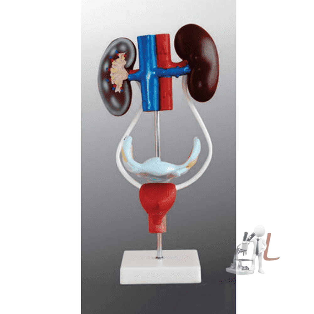 Female Reproductive System - Laboratorydeal