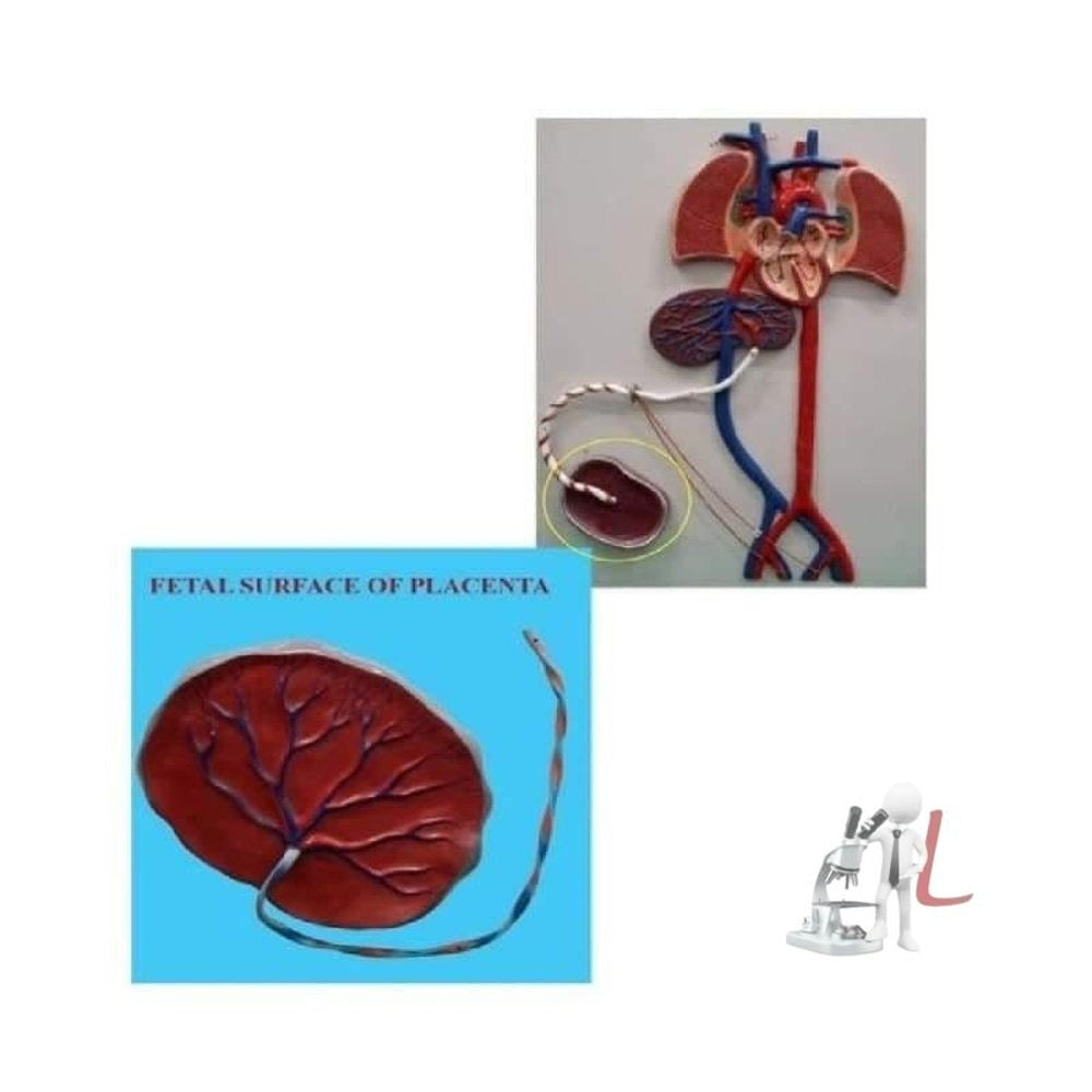 Fetal Circulation Model - Laboratorydeal