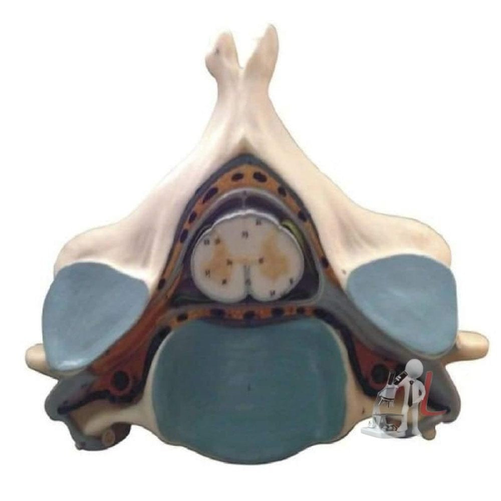 Fifth Cervical Vertebra - Laboratorydeal