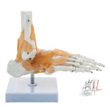 Foot and Ankle Skeletal Model with Flexible Ligaments for Movement of the Ankle Joint, Right Foot Model, Premium Medical Anatomical Model, Perfect For Orthopedicians