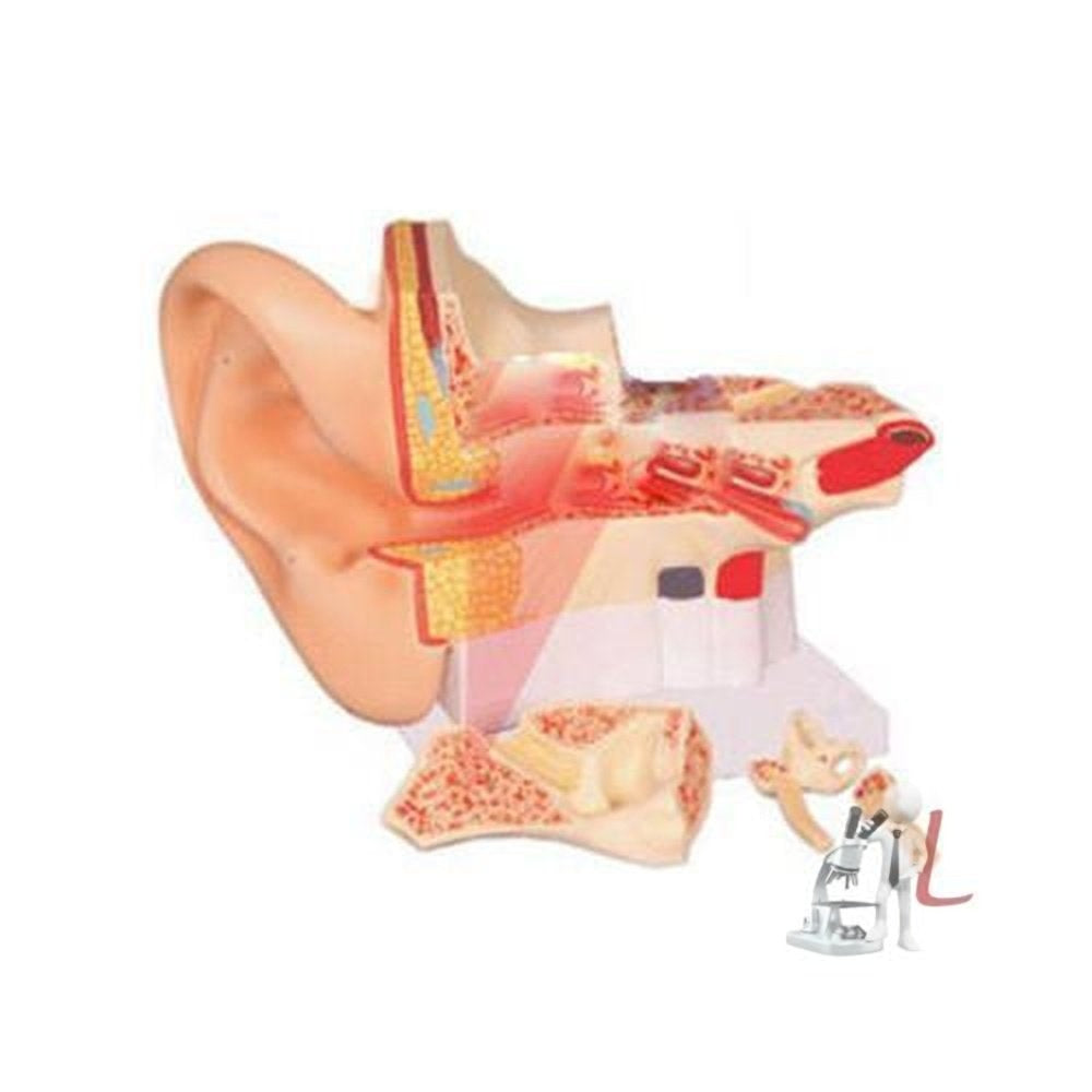 Giant Ear Model - Laboratorydeal