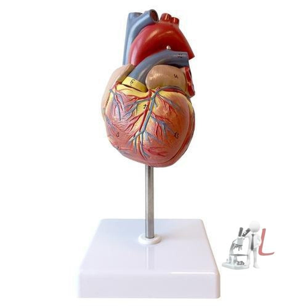Heart modle - Laboratorydeal
