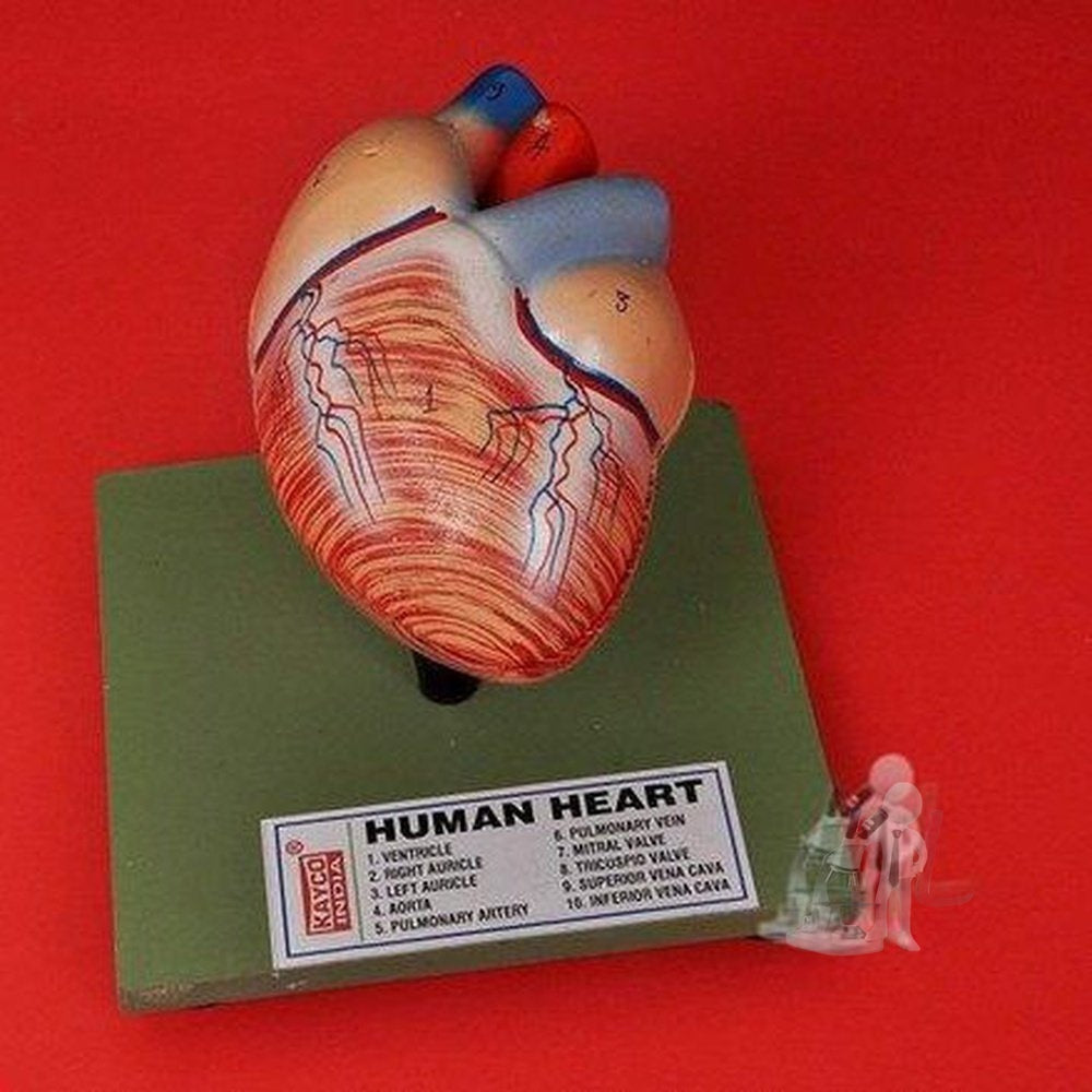 Heart modle - Laboratorydeal