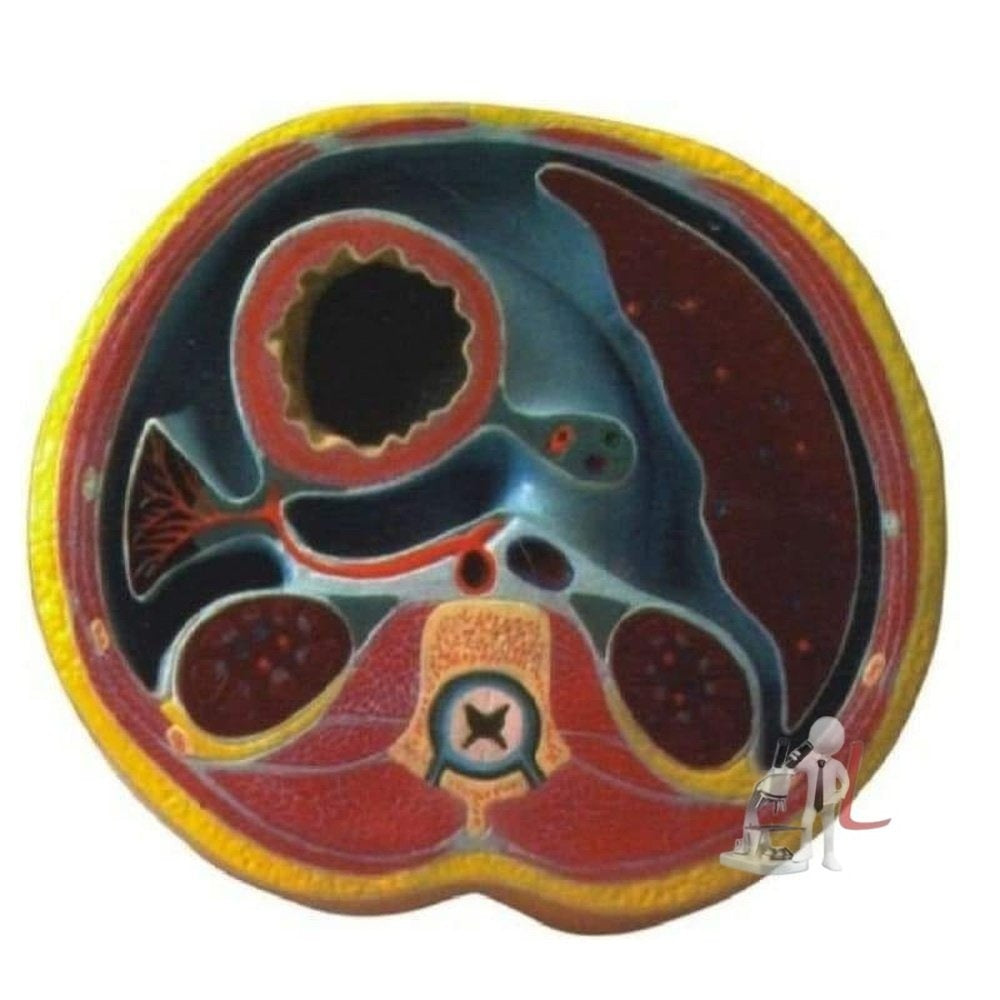 Human Abdomen Section - Laboratorydeal