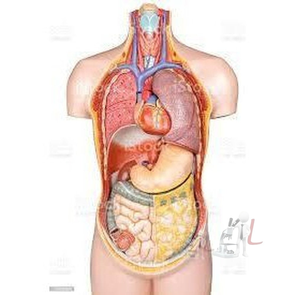 Human Body Anatomy Model - Laboratorydeal