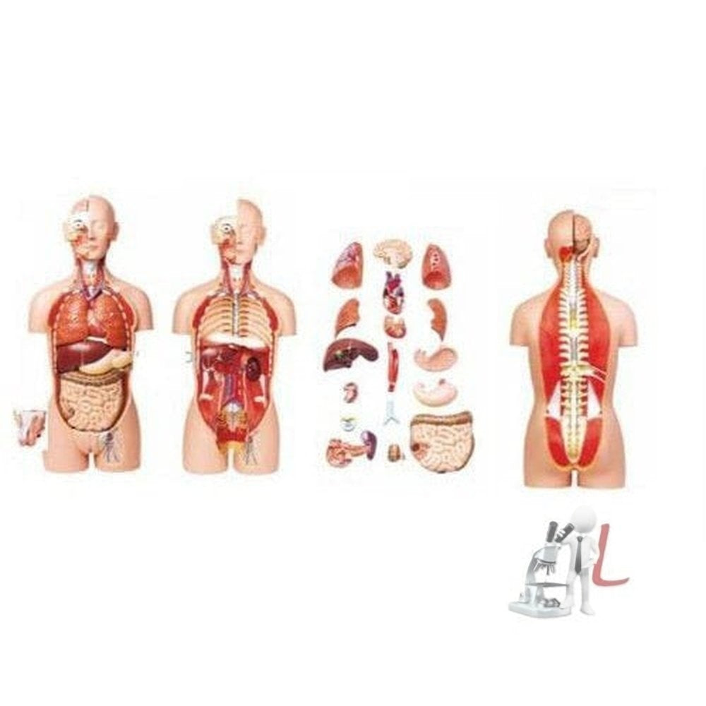 Human Body Model For School 85 cm. 27 Parts 2-in-1-