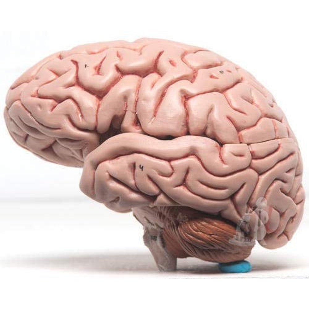 Human Brain Model