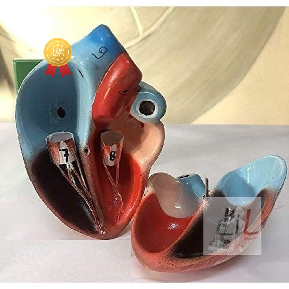 Human Heart Model ( Disectable ) - Laboratorydeal