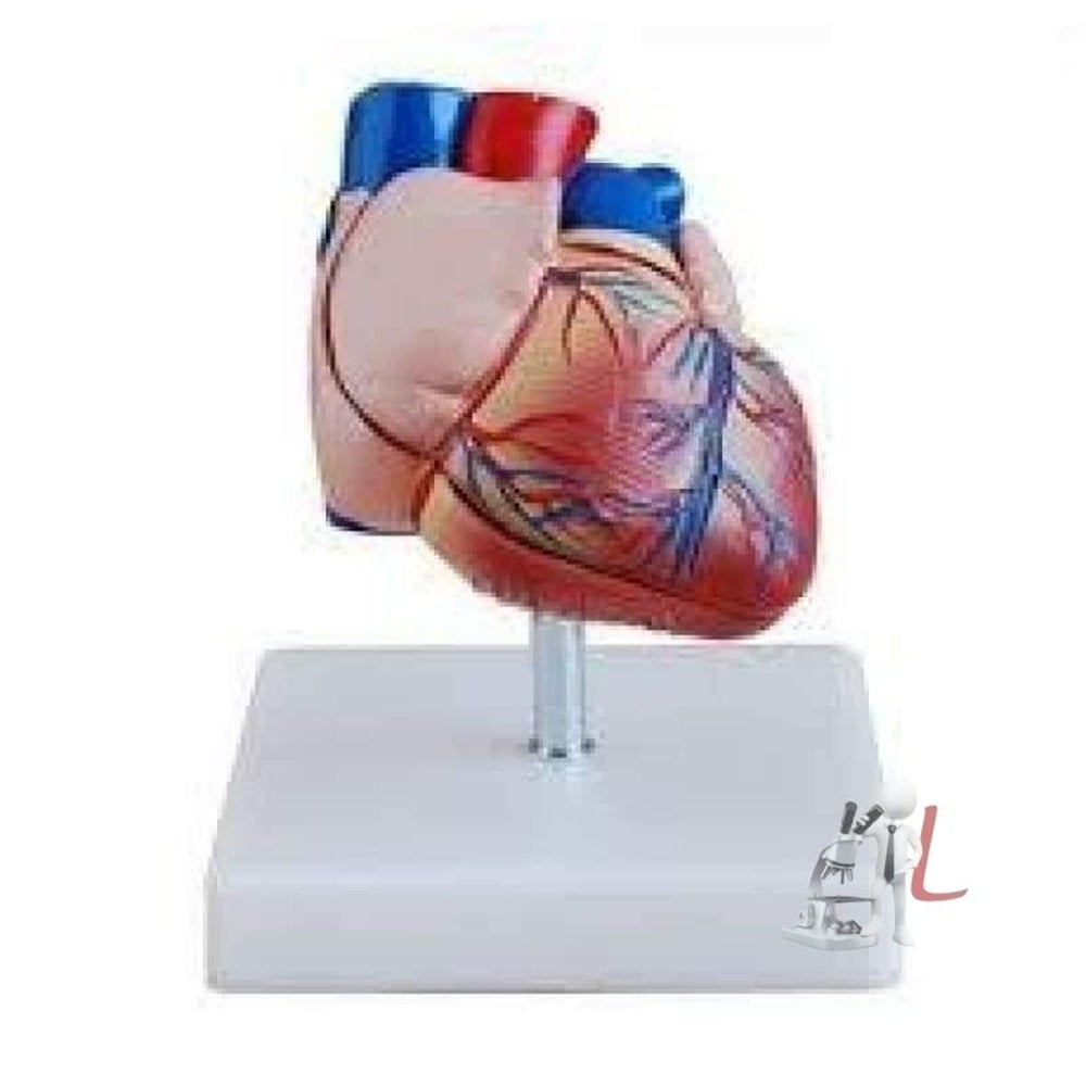 Human Heart Model Two Parts, Six Inch Size Routine Size by labpro - Laboratorydeal