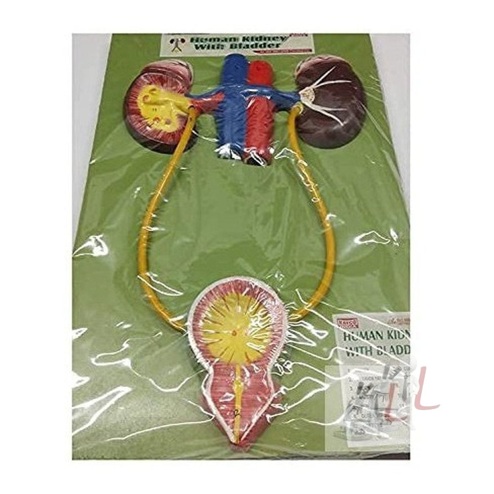 Human Kidney with Bladder Model Urinary Bladder - Laboratorydeal