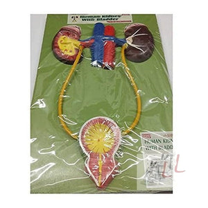 Human Kidney with Bladder Model Urinary Bladder - Laboratorydeal