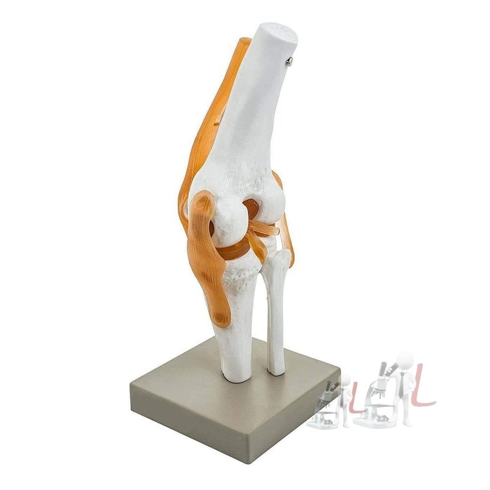 Human Knee Joint Model with Flexible Ligaments, Anatomically Accurate, Orthopedic ModelHuman Knee Joint Model with Flexible Ligaments, Anatomically Accurate, Orthopedic Model - Laboratorydeal