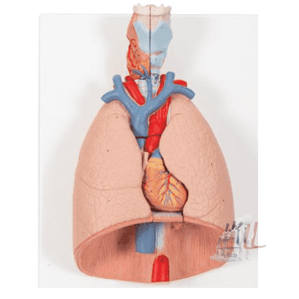 Human Lung Model with Larynx - Laboratorydeal