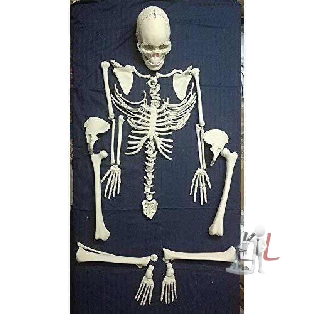 Human Skeleton Disarticulated Fiber Model - Laboratorydeal