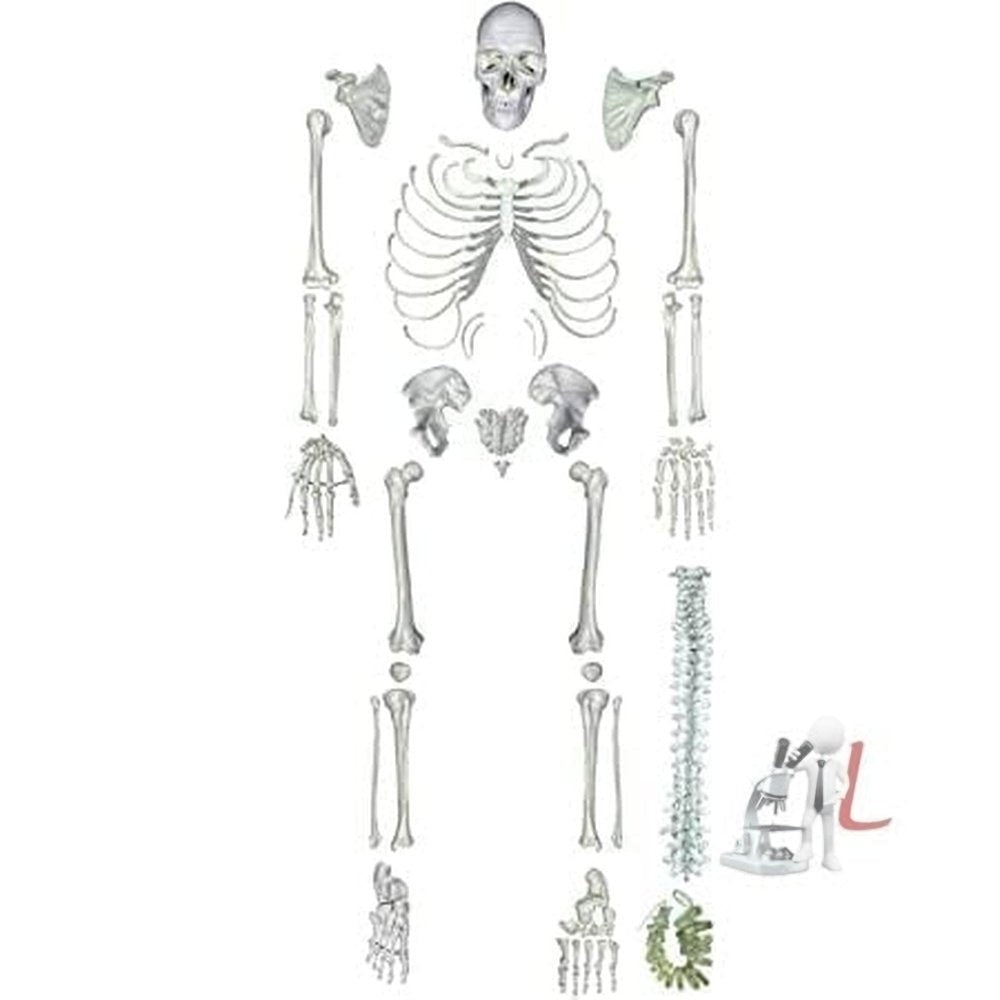 Human Skeleton Disarticulated with Intervertebral Discs-
