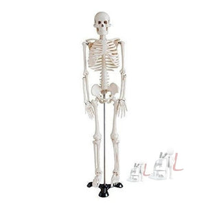 Human Skeleton Model Price - Laboratorydeal