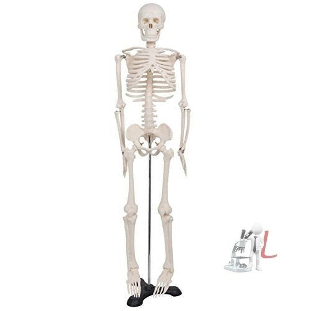Human Skeleton Model Price - Laboratorydeal