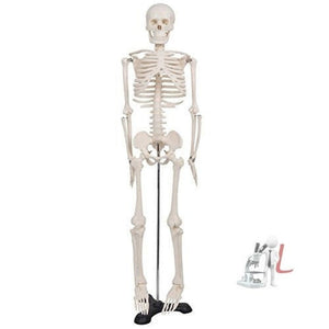 Human Skeleton Model Price - Laboratorydeal