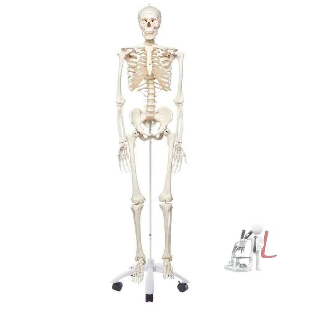 Human Skeleton Model with stand - Laboratorydeal