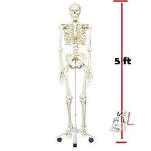 Human Skeleton Model with stand - Laboratorydeal