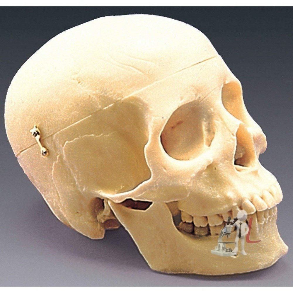 Human Skull - Laboratorydeal