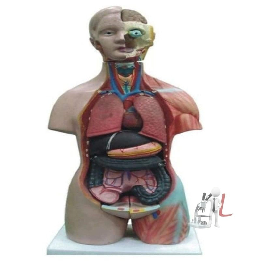 Human Torso Model Price - Laboratorydeal