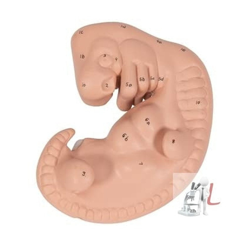 Human Embryo Model, EnlScifaed (Four weeks old)-