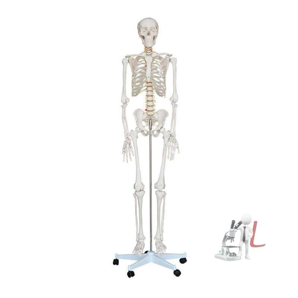 Life-Size Skeleton 180cm Tall Imported - Laboratorydeal