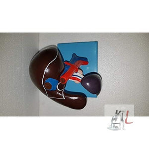 Liver, Pancreas & Duodenum Model (Imported) - Laboratorydeal