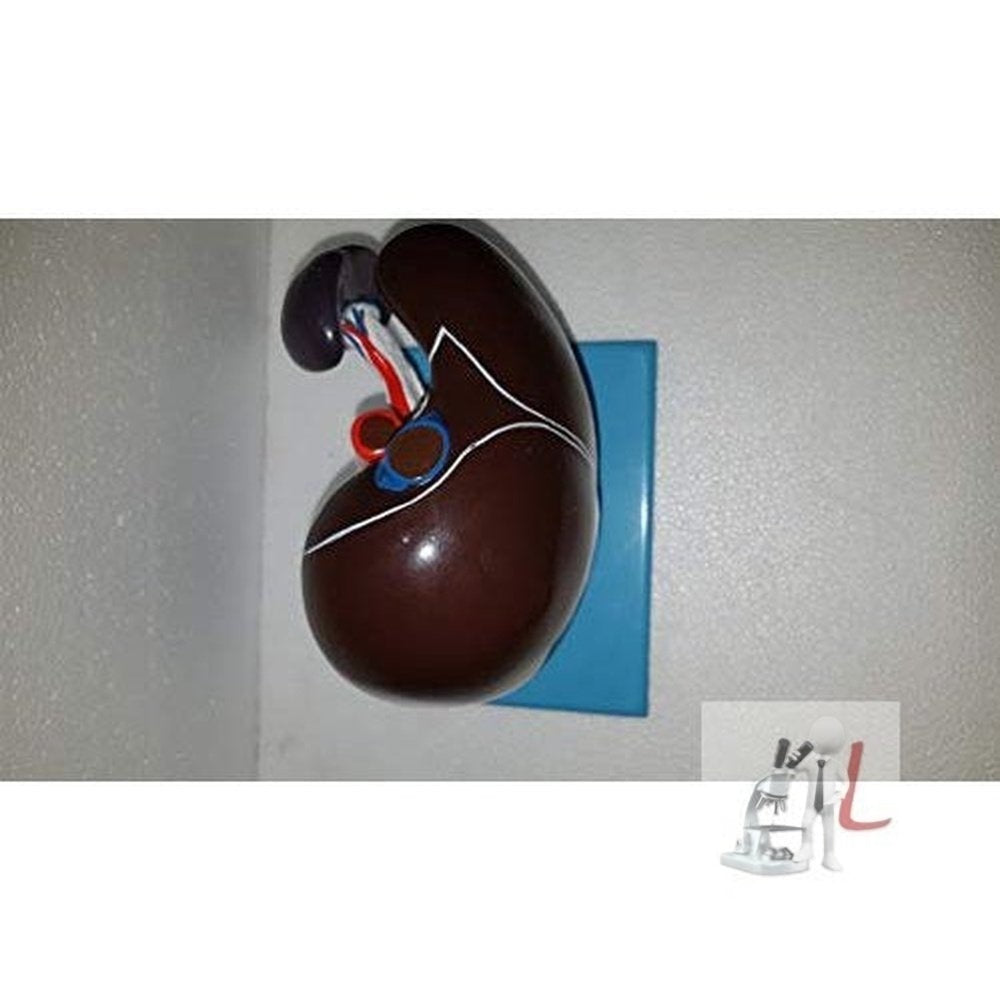 Liver, Pancreas & Duodenum Model (Imported) - Laboratorydeal
