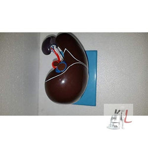 Liver, Pancreas & Duodenum Model (Imported) - Laboratorydeal