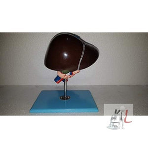 Liver, Pancreas & Duodenum Model (Imported) - Laboratorydeal