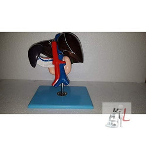 Liver, Pancreas & Duodenum Model (Imported) - Laboratorydeal
