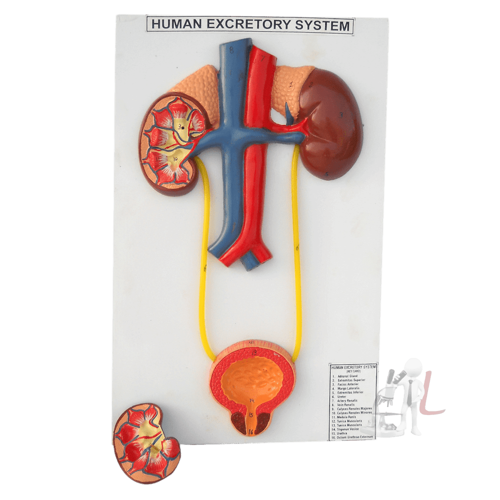 Male Urinary System - Laboratorydeal