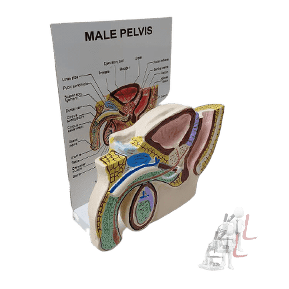 Male Reproductive System - Laboratorydeal