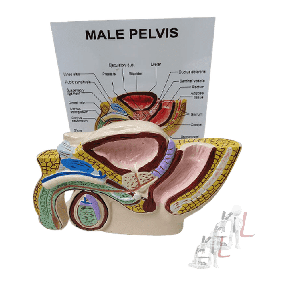 Male Reproductive System - Laboratorydeal