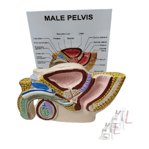 Male Reproductive System - Laboratorydeal