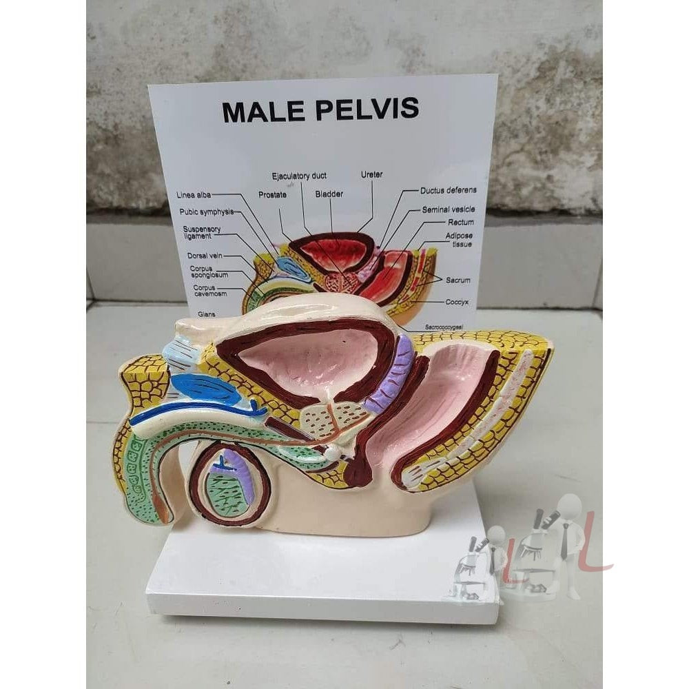 Male Reproductive System - Laboratorydeal