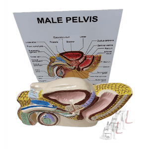 Male Reproductive System - Laboratorydeal
