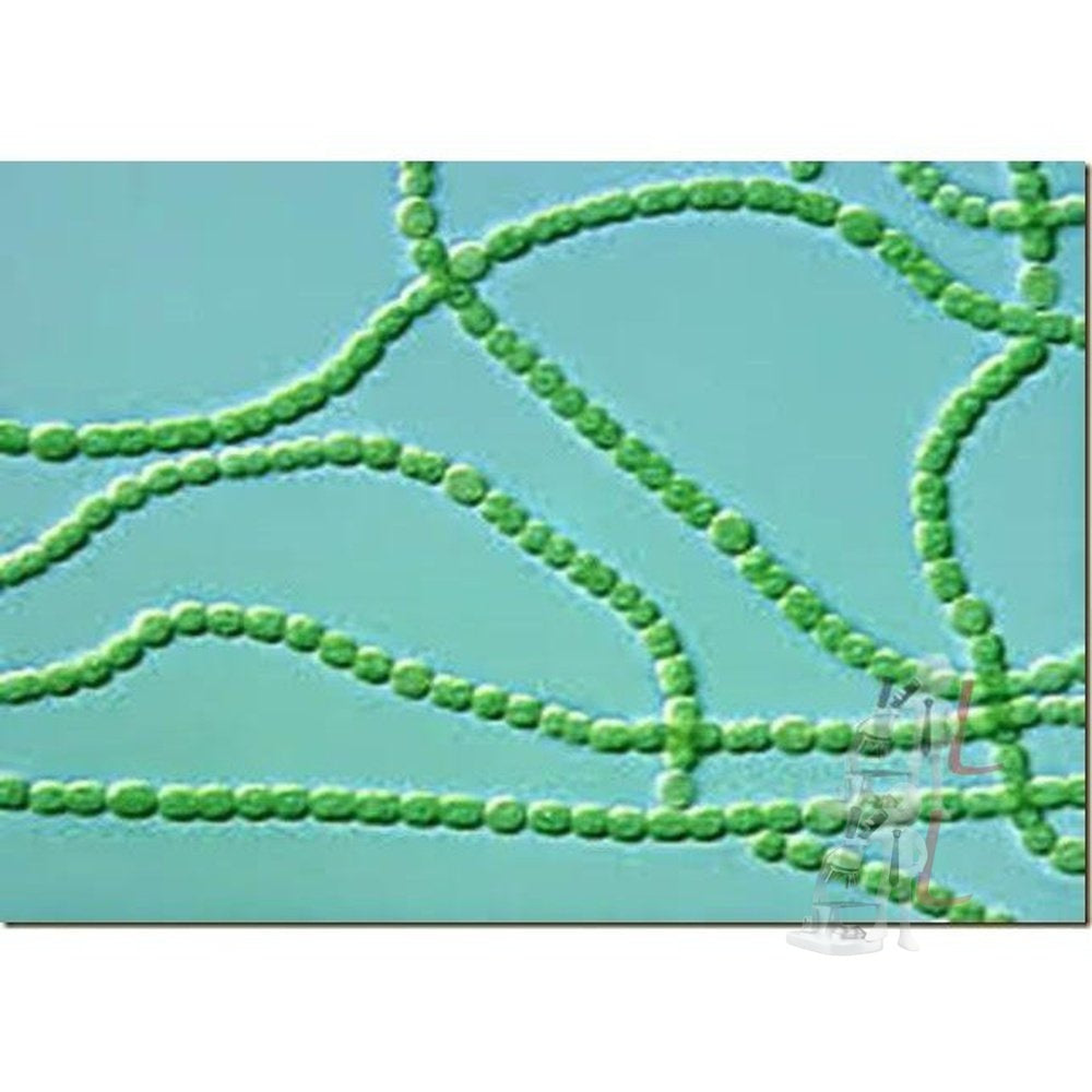 Oscillotoria W.M. - Laboratorydeal