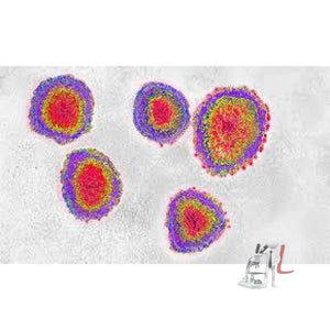 Phase contrast inverted microscope - Laboratorydeal