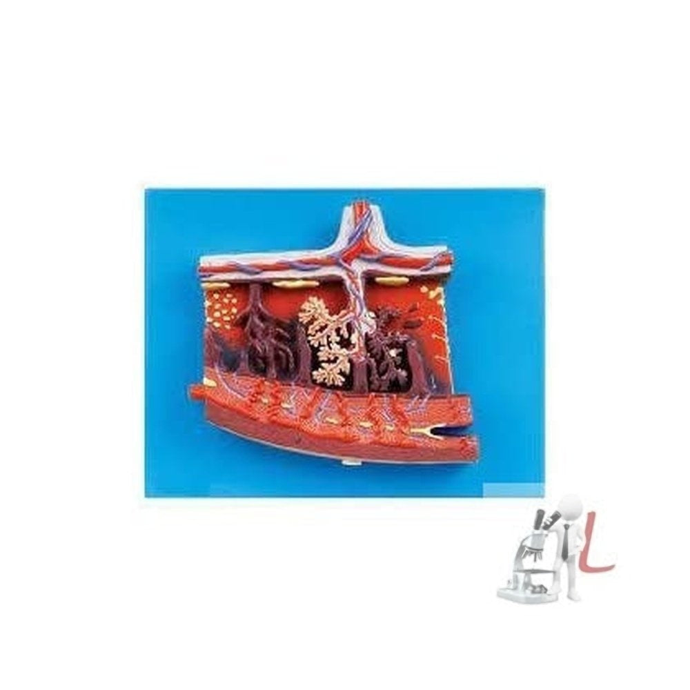 Placenta Section Model, EnlScifaed-